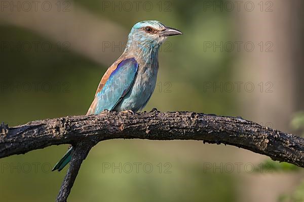 European roller