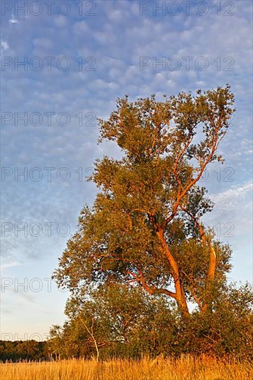 Tree in evening light in the Elbe floodplain