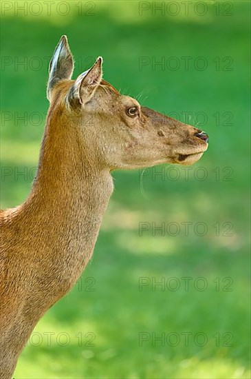 Red Deer