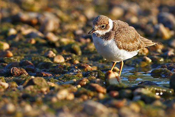 Little Ringed Plover