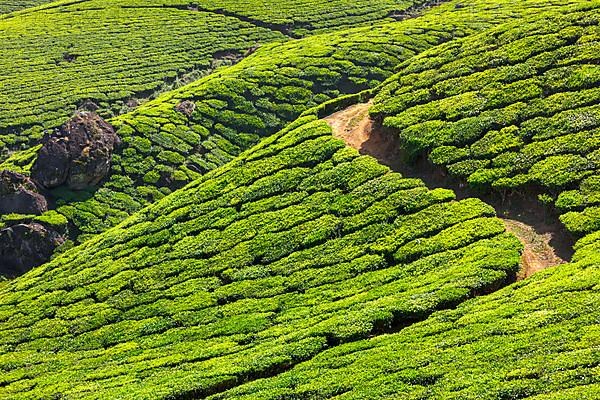 Tea plantations. Munnar