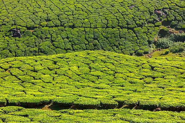 Tea plantations. Munnar