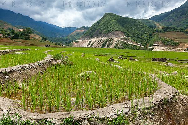 Rice field terraces