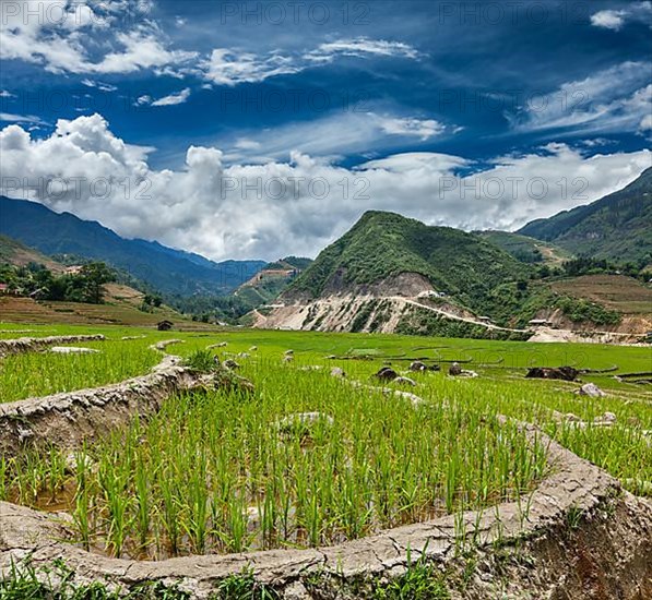 Rice field terraces