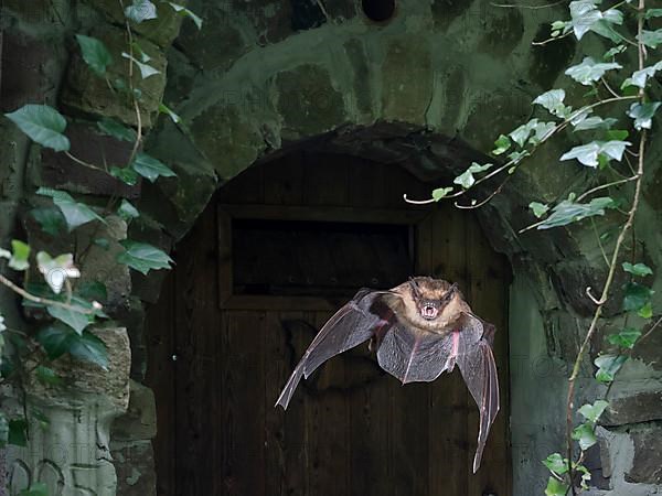 Serotine bat