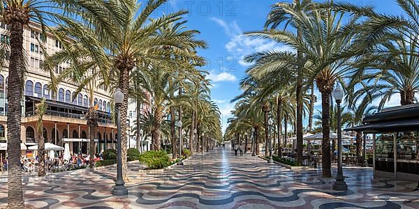 Alicante Alacant Boulevard Palm Avenue Esplanada dEspanya Vacation Travel City Panorama in Alicante