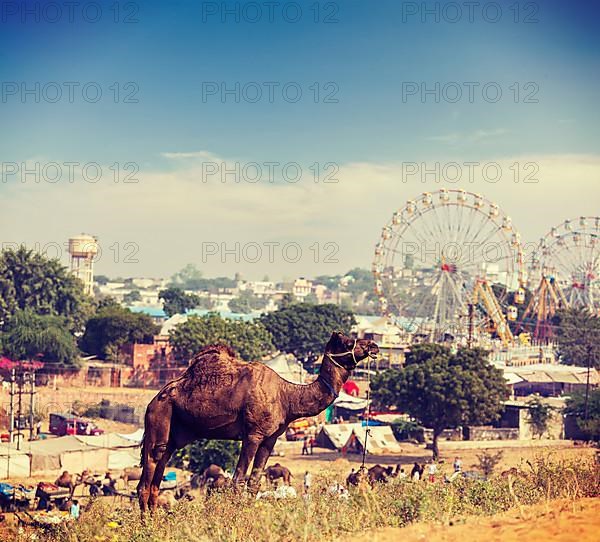 Vintage retro hipster style travel image of camels at Pushkar Mela