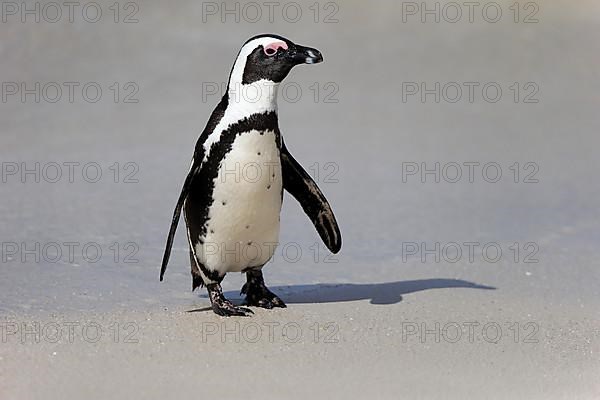 African penguin