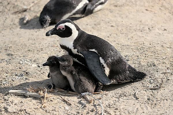 African penguin