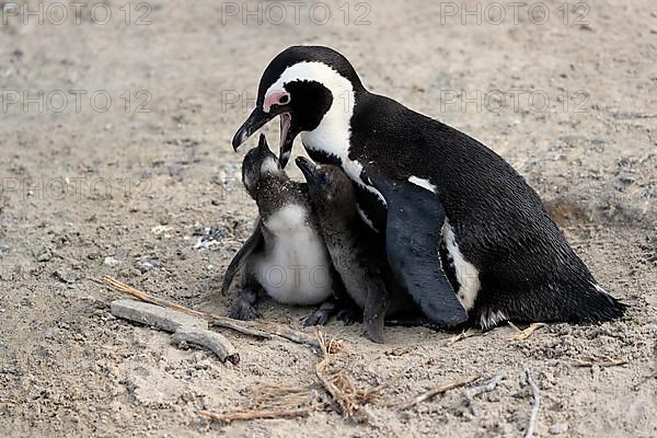 African penguin