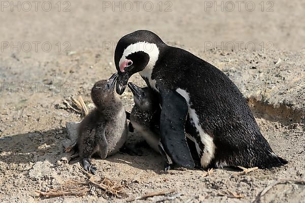 African penguin