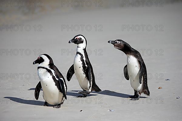 African penguin