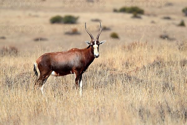 Bontebok