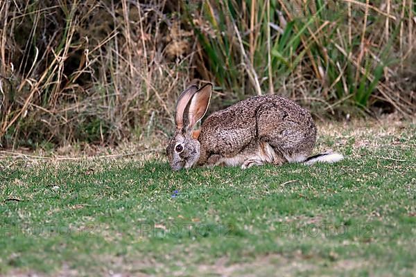 Scrub hare