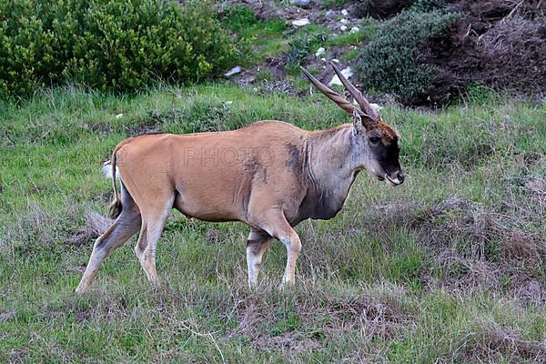 Common eland