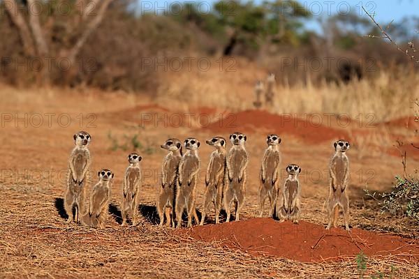 Meerkats