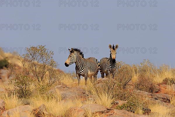 Hartmann's mountain zebra