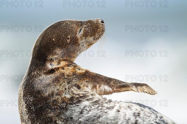 Common or harbor seal