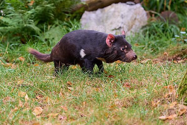 Tasmanian devil