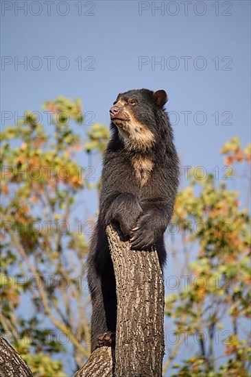 Sun bear