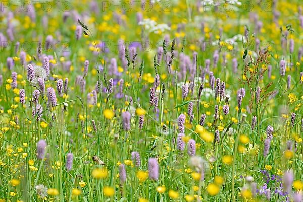 Mountain meadow with wildflowers