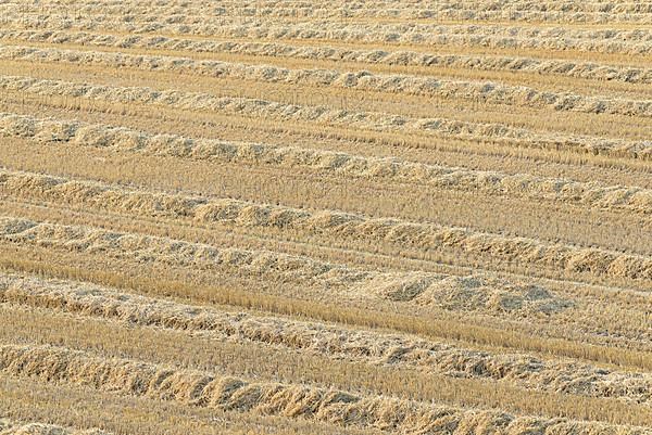 Grain field