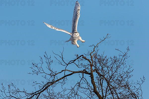 A female snowy owl