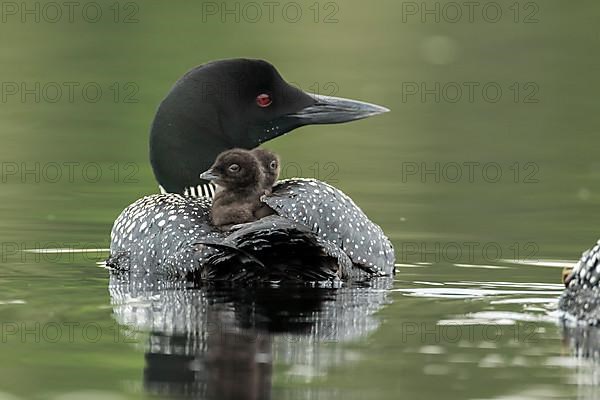 Common loon.