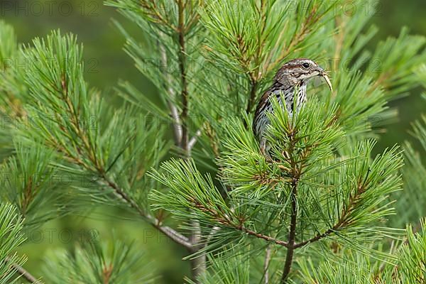 Song sparrow. Melospiza melodia. Adult male perched in a tree with an insect in the bill