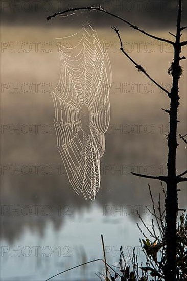 Spider web and dew at dawn on a lake shore