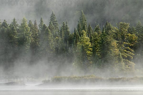 Lake and trees with morning mist
