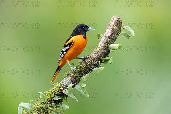 Baltimore oriole