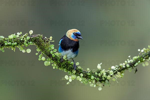 Golden-hooded tanager