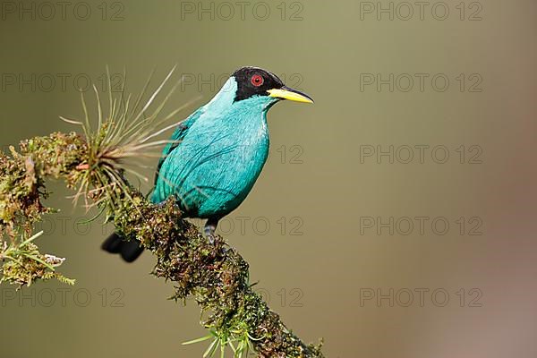 Green honeycreeper