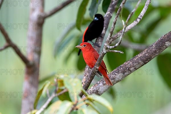 Summer tanager