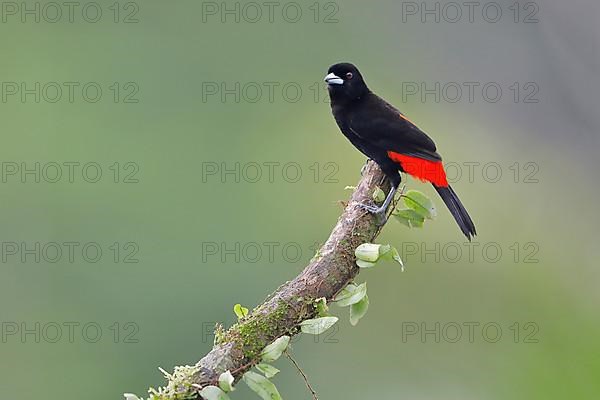 Scarlet tanager