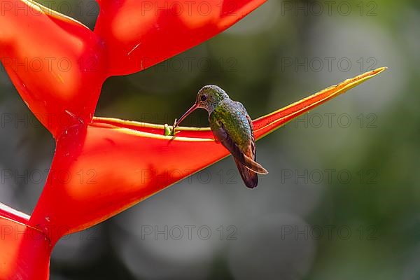 Rufous-tailed hummingbird