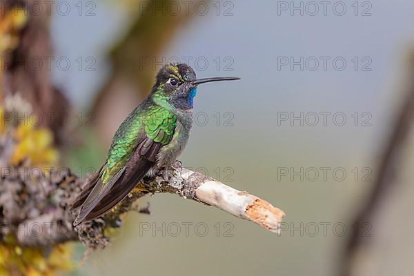 Talamanca hummingbird