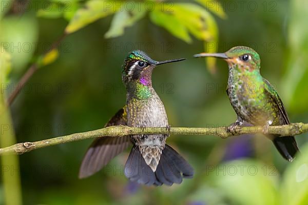 Purple-throated Hummingbird