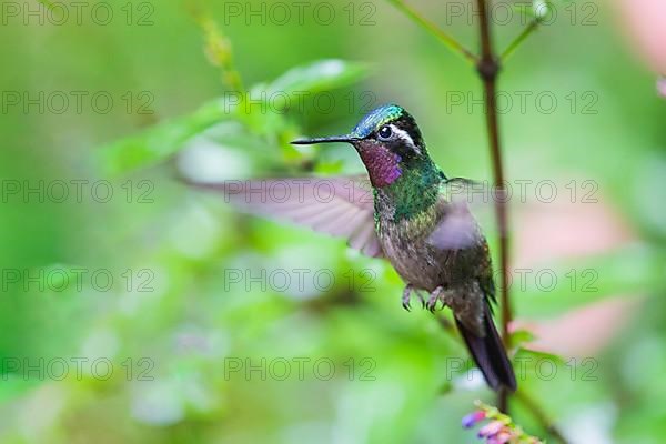 Purple-throated nymph