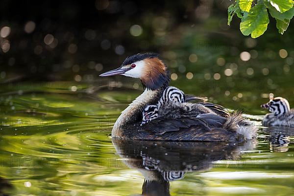 Great Crested Grebe