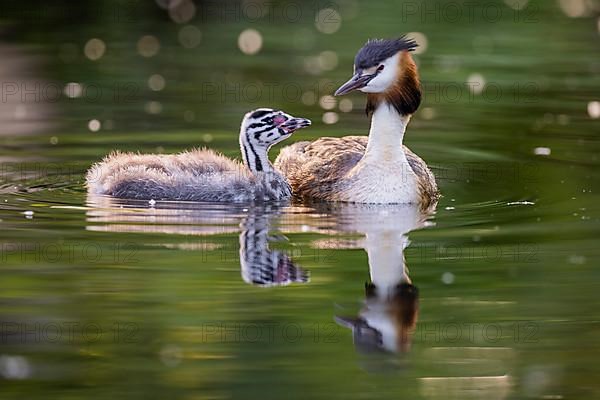 Great Crested Grebe