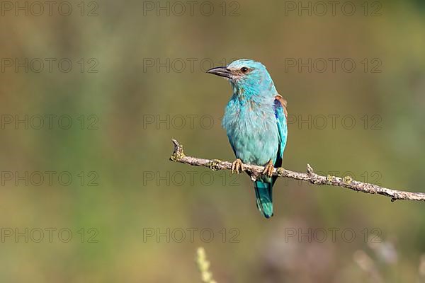 European roller