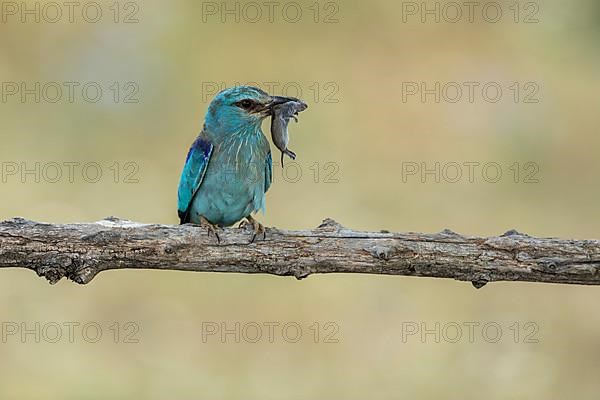 European roller