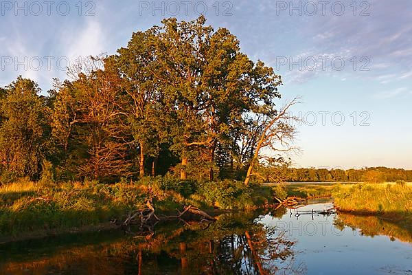 Light mood in the evening at an old watercourse in the Elbe floodplain