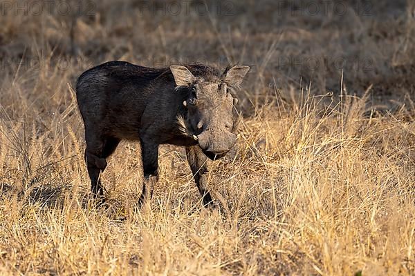 Common warthog