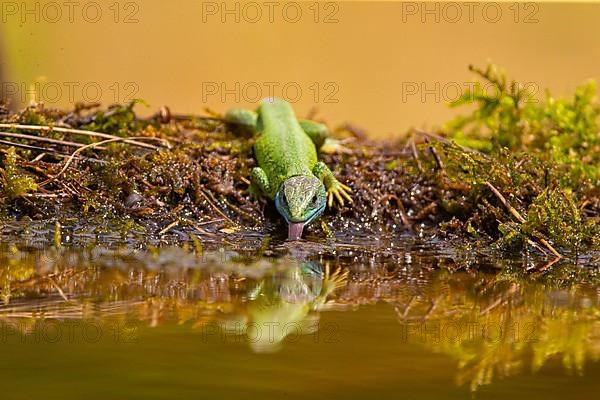 Western green lizard