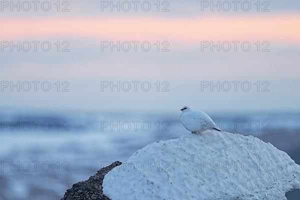 Rock Ptarmigan