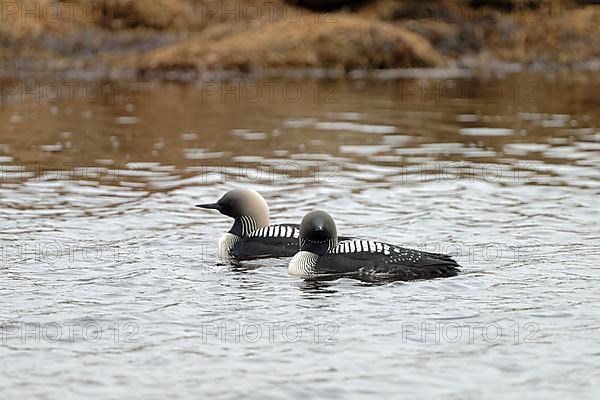 Pacific pacific loon