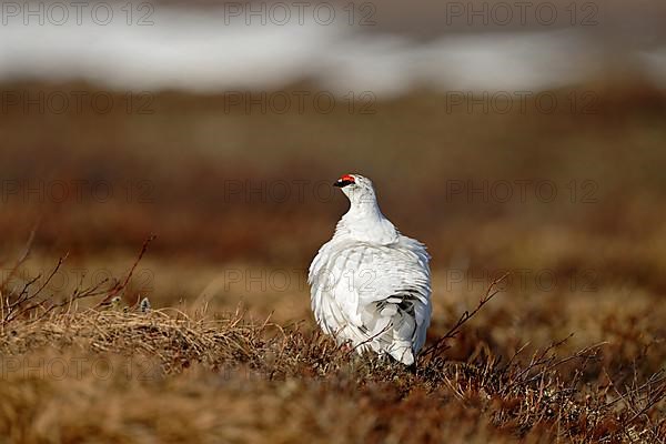 Rock Ptarmigan